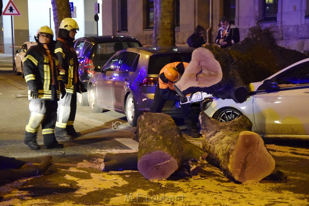 Baum auf PKWs Koeln Mitte Rheinuferstr Goldgasse P078.JPG - Miklos Laubert